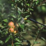 Дюза-коляно за пръскачки MATABI