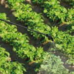 Пръскачка 16 литра MATABI SUPER GREEN 16 2