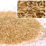 Тревна смеска спорт SG 500 10кг за 500м2