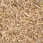 Тревна смеска спорт SG 500 10кг за 500м2